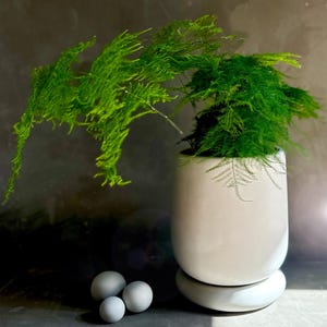 Op de afbeelding: Een levendige groene plant met delicate, veervormige bladeren komt uit een witte, afgeronde keramische pot. Drie kleine, lichtgrijze decoratieve bollen liggen voor de pot. De pot staat op een bijpassende, cirkelvormige basis.