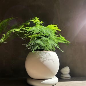 May include: A lush green fern in a white, spherical ceramic pot with a matching saucer. The plant features delicate, feathery leaves. A small stack of white decorative stones is beside the pot against a dark backdrop.