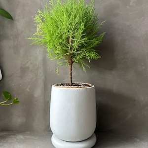 Puede incluir: Una pequeña planta verde brillante con un delgado tronco marrón, plantada en una maceta de cerámica gris claro y redondeada. La maceta se asienta sobre una base circular a juego. El follaje de la planta es denso y verde brillante.