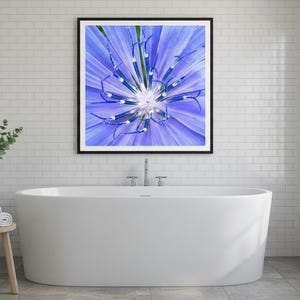 Blue Cornflower Macro