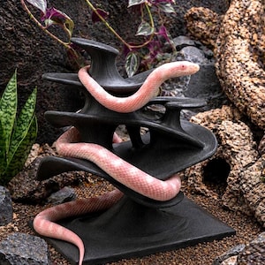 May include: A pink and white snake coiled around a black, tiered, sculptural reptile habitat. The habitat has a square base and organic shapes. The background includes rocks, plants, and a dark, textured surface.