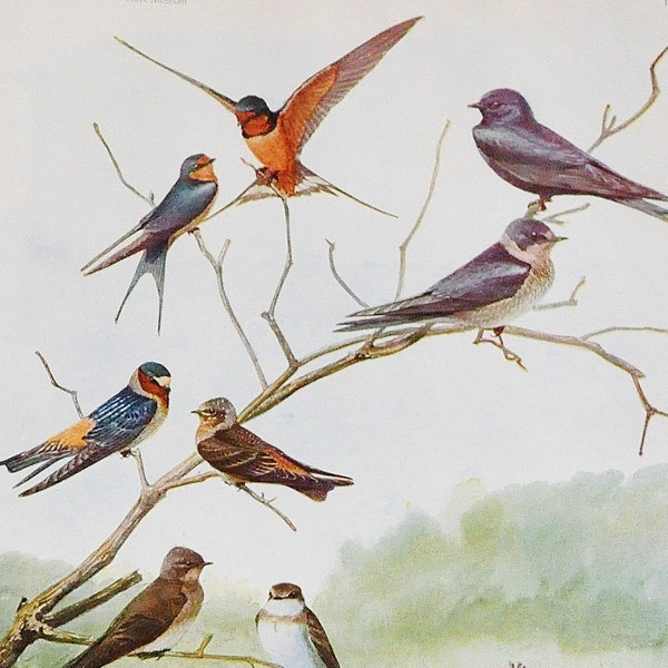 Antique Bird Book Plate - Barn Swallow and Purple Martin - 1940s