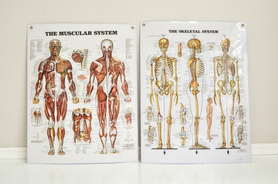 Laminated Anatomical Charts