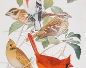 Antique Bird Book Plate - Cardinal - 1940s