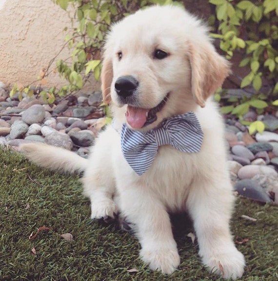 golden retriever puppy bow tie