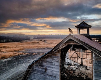 Old Barn Hawk