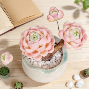 May include: A potted succulent plant with light pink and green rosettes. The plant is in a light blue and white ceramic pot filled with white pebbles. Several small succulent plants are in small pots nearby.