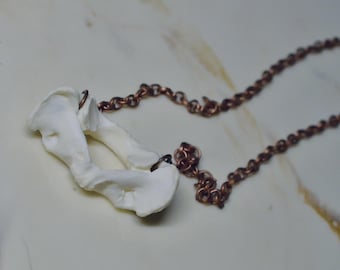 Raccoon Bone Necklace | Curiosities | Oddities | Animal Bones | Unique Jewelry |
