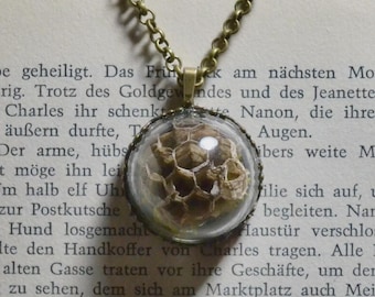 Glass Dome Wasp Nest Necklace | Curiosities | Oddities | Dark Academia | Unique Jewelry |