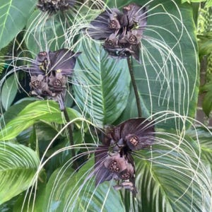 May include: Close-up of several black bat flowers with long, white, whisker-like filaments. The flowers are surrounded by large, glossy green leaves. The plant is a unique and striking addition to any garden.