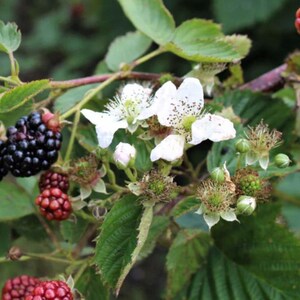 May include: Close-up of a blackberry plant branch with white flowers, green leaves, and both ripe black and unripe red berries. The image shows the plant in various stages of growth.