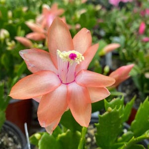 May include: Close-up of a salmon-colored flower with multiple petals, a pink center, and a yellow and pink stamen. The flower is surrounded by green foliage and other flowers in the background. The image is well-lit and shows the details of the flower.