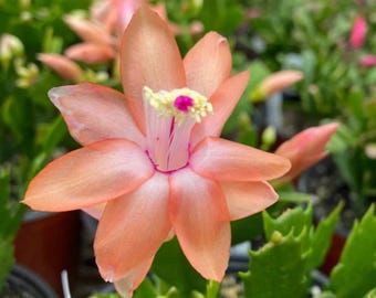 May include: Close-up of a salmon-colored flower with multiple petals, a pink center, and a yellow and pink stamen. The flower is surrounded by green foliage and other flowers in the background. The image is well-lit and shows the details of the flower.