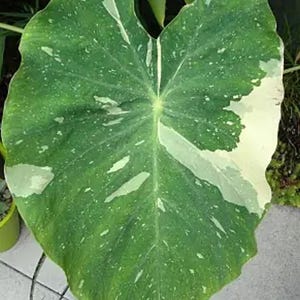 May include: A large, heart-shaped leaf with a vibrant green base color, speckled with white and cream-colored variegation. The leaf's edges are gently curved, and the overall texture appears smooth. The plant is likely a tropical houseplant.