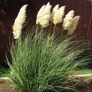 May include: A close-up of a pampas grass plant with tall, feathery, cream-colored plumes. The plumes are atop long, slender green stems that rise from a dense clump of green, blade-like leaves. The background is a dark brown wall.