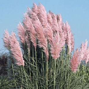 May include: A cluster of pink pampas grass plumes against a clear blue sky. The tall, feathery plumes are a soft pink color, and the long, slender green blades of grass provide a contrasting base. The image captures a natural, outdoor scene.