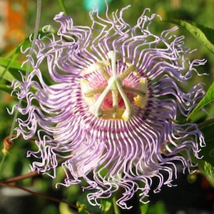 May include: A close-up of a passion flower, showcasing its intricate design. The flower features a central structure with pink and yellow hues, surrounded by delicate, wavy, lavender filaments. Green leaves provide a natural backdrop.