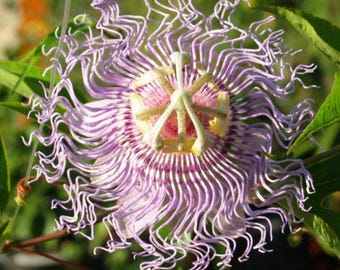 Live Passiflora Incarnata (Maypop) Plant, 6–12" Long, 4" Pot, Butterfly Host, Ships Without Pot