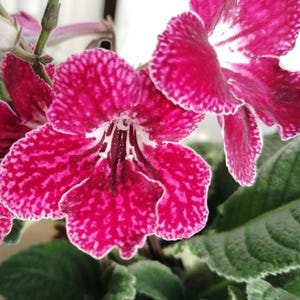 May include: Close-up of vibrant pink flowers with white edges and speckled patterns. The petals have a velvety texture, and the blooms are surrounded by green foliage. The flowers are in full bloom, showcasing their intricate details and natural beauty.