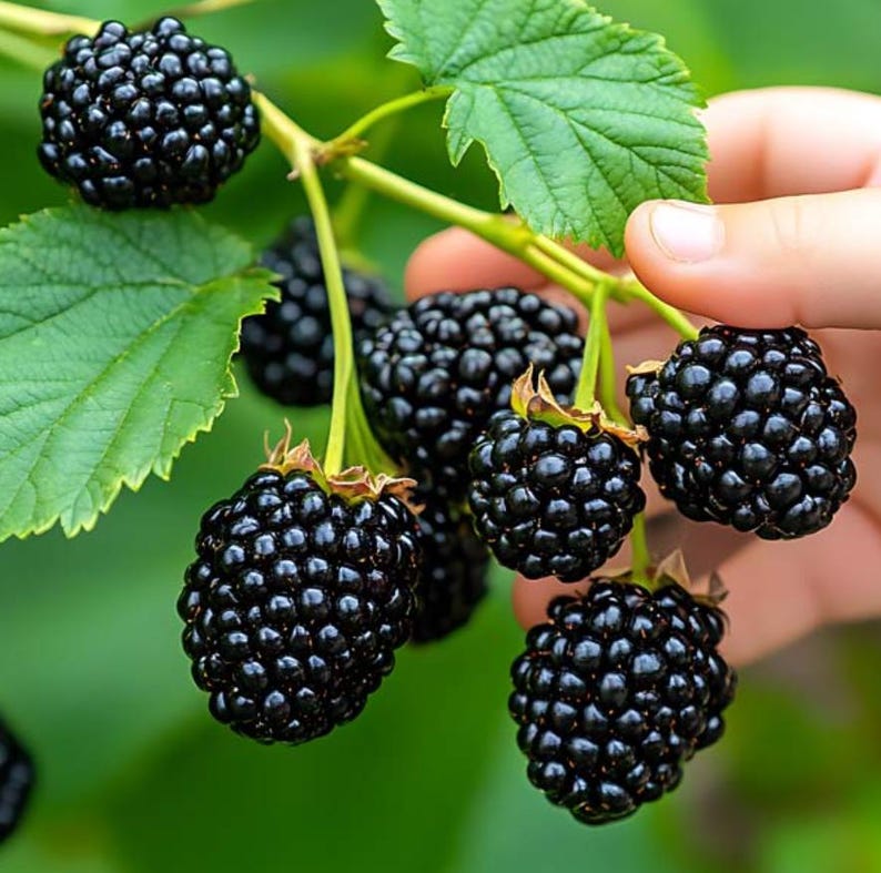 May include: Close-up of ripe blackberries on a green vine. The blackberries are a deep, shiny black, with a textured surface. Green leaves and stems are also visible. A hand is holding some of the berries.