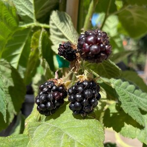 May include: Close-up of ripe blackberries on a green leafy plant. The blackberries are a deep, dark purple color, with a slightly glossy appearance. The leaves are a vibrant green, and the image is well-lit, showing the details of the berries and leaves.