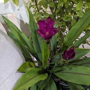 May include: A close-up of a plant with long, green leaves and a vibrant purple flower in full bloom. Another bud is visible, ready to bloom. The plant is set against a backdrop of green foliage.