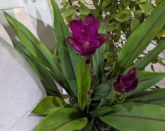 Live Curcuma Siam Skyline Plant, 4–6" Tall, Ships No Pot, Tropical Flowering Ginger, Ornamental Garden Plant