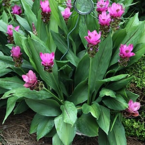 May include: A vibrant image of pink Siam tulips in full bloom, surrounded by lush green foliage. The flowers have a unique, layered petal structure. A decorative metal piece is in the background. The plant is in a garden setting.