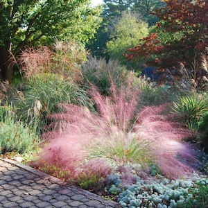 May include: A lush garden scene featuring a variety of plants and trees. A prominent pink muhly grass bush is in the foreground, with green and brown foliage in the background. A brick pathway and a black lamp post are visible.