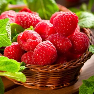 May include: A wicker basket filled with bright red raspberries and green mint leaves. The raspberries are in focus, showing their textured surface. The basket is on a wooden surface, with some mint leaves around the basket.