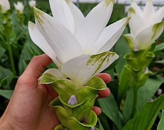 Live Curcuma Siam Sisco Plant, 4–6" Tall, Ships No Pot, Tropical Flowering Ginger, Ornamental Garden Plant