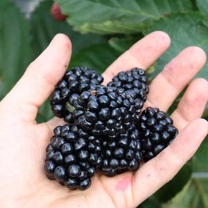 May include: A handful of ripe, dark black blackberries. The berries are held in an open hand, with green foliage in the background. The blackberries are plump and juicy, with a slightly glossy appearance. Some red berries are also visible.