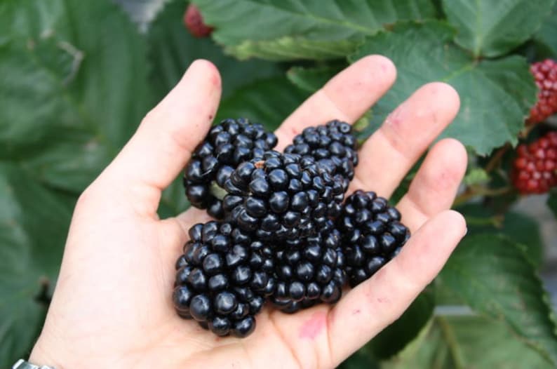 May include: A handful of ripe, dark black blackberries. The berries are held in an open hand, with green foliage in the background. The blackberries are plump and juicy, with a slightly glossy appearance. Some red berries are also visible.