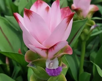 Live Curcuma Siam Swing Plant, 4–6" Tall, Ships No Pot, Tropical Flowering Ginger, Ornamental Garden Plant