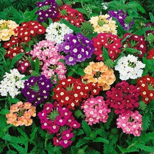 May include: A vibrant assortment of Verbena flowers in full bloom. The image showcases clusters of colorful blossoms in shades of red, pink, purple, white, yellow, and orange, set against a backdrop of green foliage. A beautiful display of nature's palette.