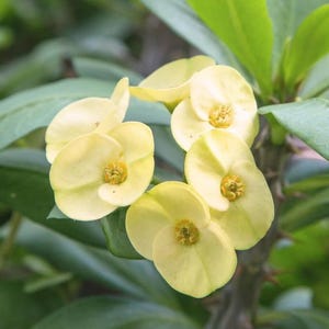 May include: Close-up of a cluster of pale yellow flowers with a central, textured, yellow-green core. The petals are rounded and slightly overlapping. The background features green leaves and stems, creating a natural, botanical theme.