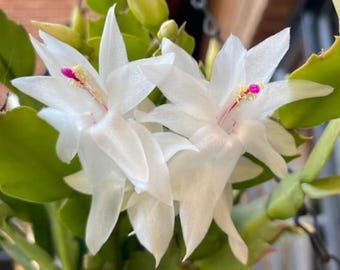 May include: Close-up of two white Christmas cactus flowers with pink and yellow centers. The flowers have multiple petals and are surrounded by green leaves and buds. The image is well-lit and shows the delicate details of the flowers.