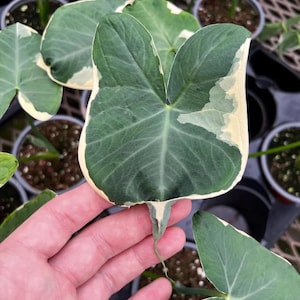May include: Close-up of a large, heart-shaped leaf with a dark green center and a creamy white border. The leaf is held by a hand, showcasing its unique variegation. Other similar leaves are visible in the background, suggesting a plant nursery setting.