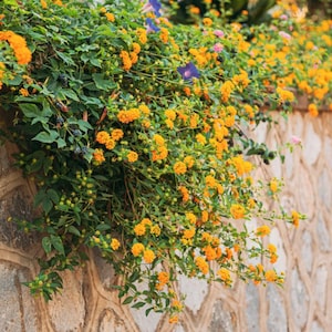 May include: A stone wall with a variety of colorful flowers and greenery. The flowers are primarily yellow and orange, with some purple and pink blooms. The wall is made of gray stones.