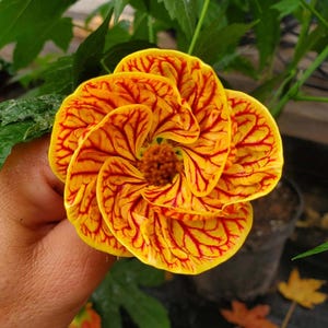 May include: Close-up of a vibrant yellow and red flower. The petals are a bright yellow with intricate red veining. The flower's center is a textured brown. The image is of a plant, likely for a garden or floral arrangement.