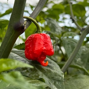 May include: A vibrant red Carolina Reaper pepper, known for its extreme heat, hangs from a green stem. The pepper has a bumpy texture and a distinctive tail. The background features green leaves and stems, suggesting a garden setting.