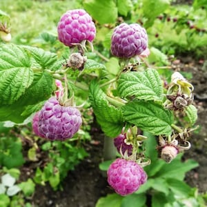 May include: Close-up of a raspberry plant with several ripe, purple-pink berries. The berries are clustered together, showcasing their textured surface. The plant has green leaves and is set against a blurred background of other plants.