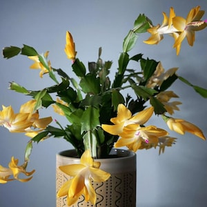 Yellow Christmas Cactus, Live Blooming Plant (2 Plants Per 3&quot; Pot), Easy-Care Indoor Succulent with Festive Flowers