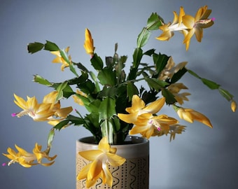 May include: A potted Christmas cactus with vibrant yellow flowers and green segmented stems. The flowers have a delicate, layered petal structure with hints of pink. The ceramic pot has a neutral color with a decorative pattern.