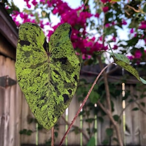 May include: Close-up of a vibrant green leaf with dark green and black speckles. The leaf is heart-shaped and has a prominent central vein. Pink bougainvillea flowers and a wooden fence are in the background.