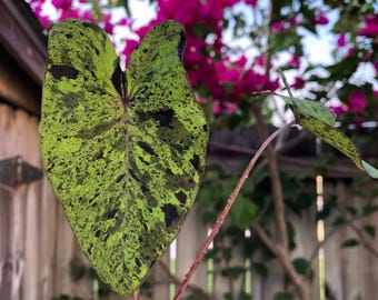 Live Mojito Colocasia Plant, Tropical Elephant Ear 6-10" Tall in 3" Pot, Unique Lime Green & Purple Foliage, Indoor/Outdoor