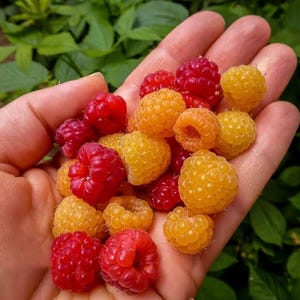 May include: A handful of fresh raspberries in shades of red and yellow. The ripe berries are held in an open hand, with green foliage in the background. The raspberries are in various stages of ripeness.