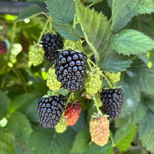 May include: Close-up of a blackberry bush with ripe and unripe berries. The mature blackberries are a deep, shiny black, while the unripe ones are green and red. Green leaves surround the berries.