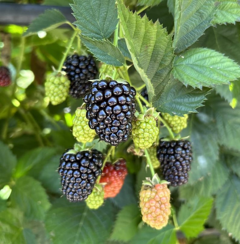 May include: Close-up of a blackberry bush with ripe and unripe berries. The mature blackberries are a deep, shiny black, while the unripe ones are green and red. Green leaves surround the berries.