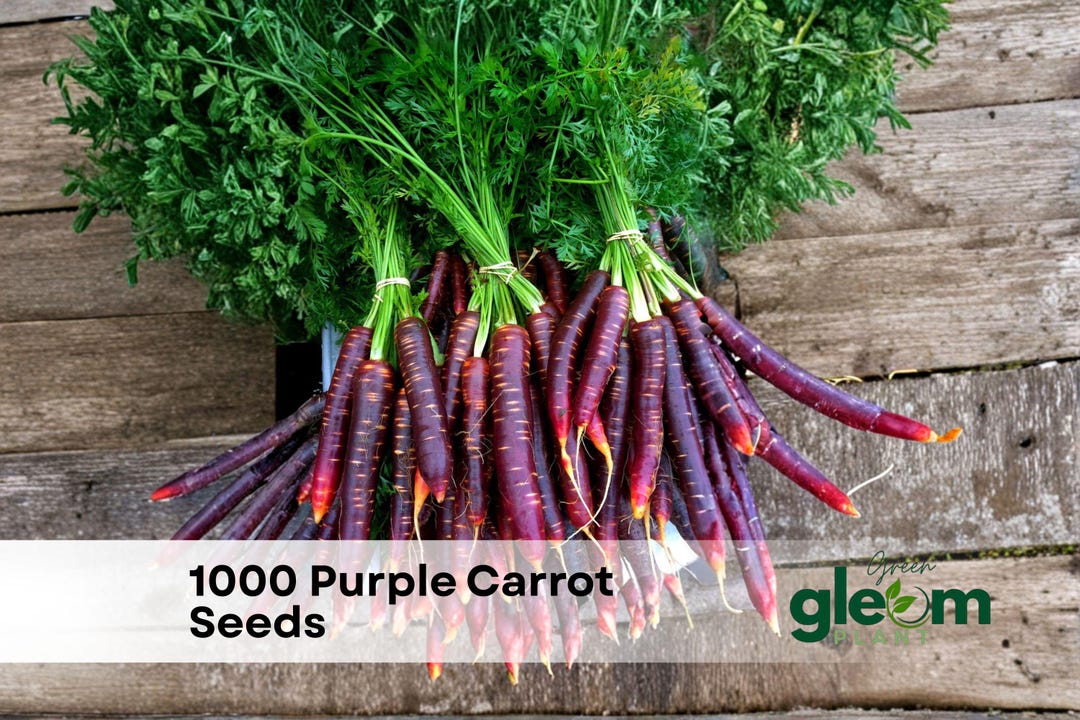 1000-purple-carrot-seeds-heirloom-non-gmo-sweet-garden-vegetable